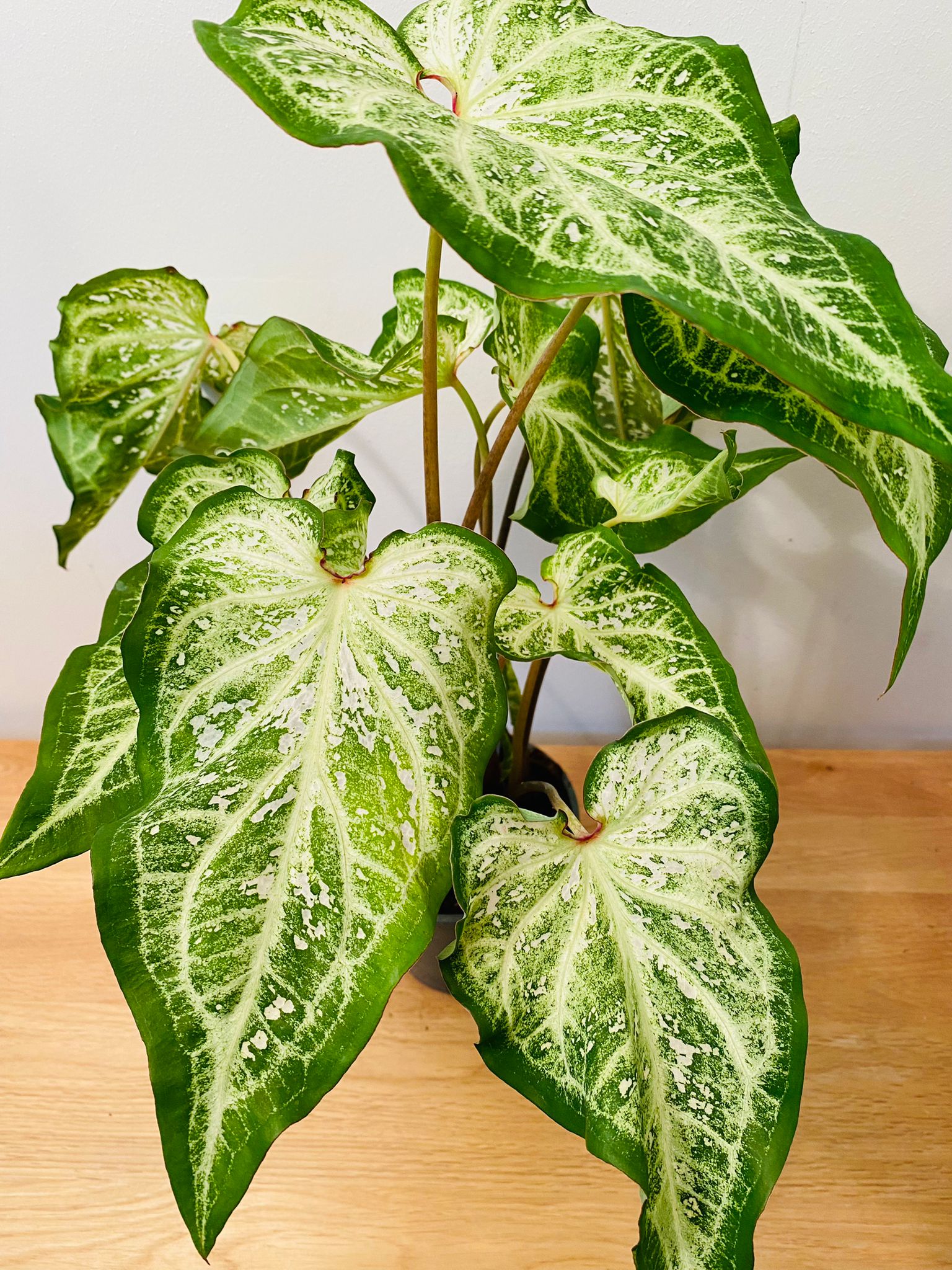 Caladium White Diamond 12cm Pot Cassandra's Plants