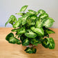 Syngonium Podophyllum Pixie Cassandra's Plants