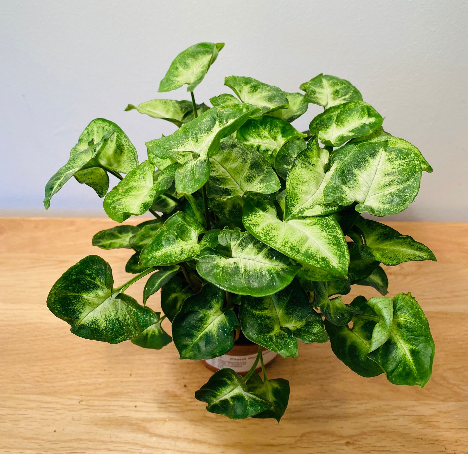 Syngonium Podophyllum Pixie Cassandra's Plants