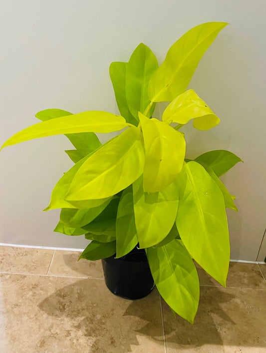 Philodendron Malay Gold Cassandra's Plants