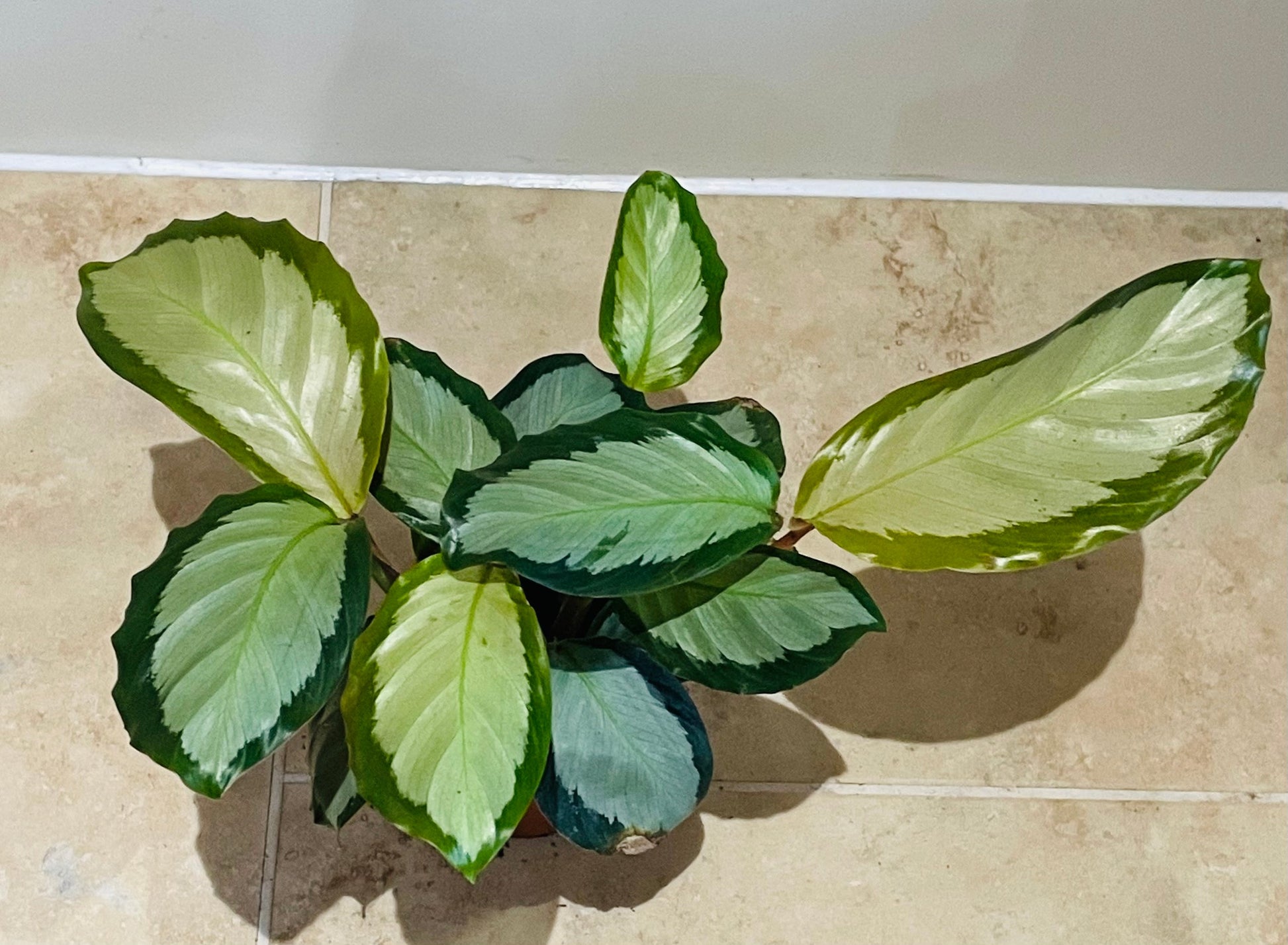 Calathea Picturata 7cm Pot Cassandra's Plants