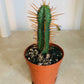 Euphobia Pentagona Cassandra's Plants
