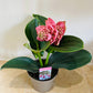 Medinilla Magnifica in a 14cm pot Cassandra's Plants