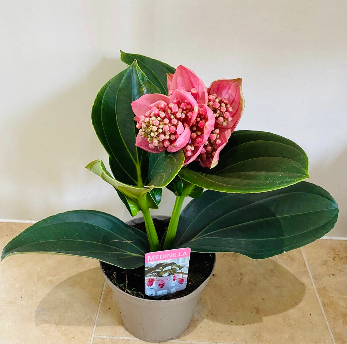 Medinilla Magnifica in a 14cm pot Cassandra's Plants