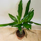 Dracaena Steudneri in a 11cm pot Cassandra's Plants