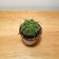 Matucana Madisoniorum 5.5cm Cassandra's Plants