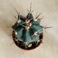Ferocactus Peninsaluae Cassandra's Plants