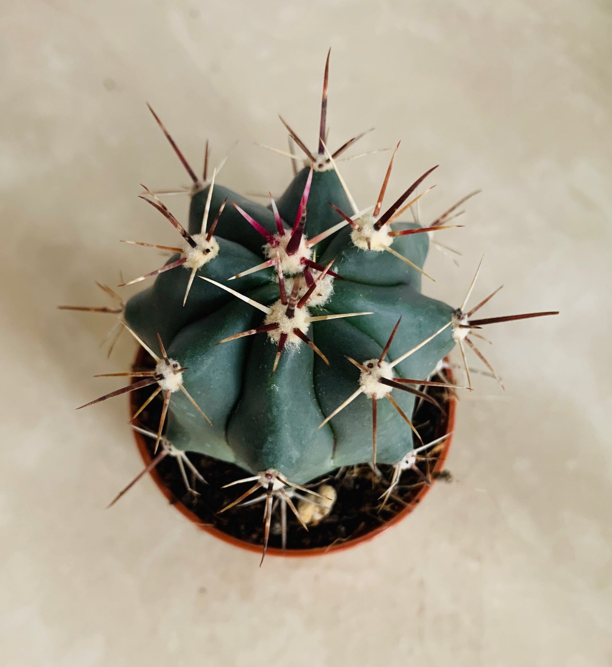 Ferocactus Peninsaluae Cassandra's Plants