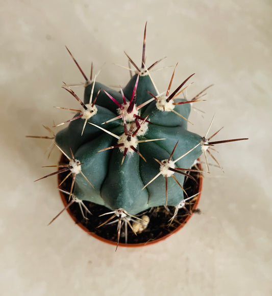 Ferocactus Peninsaluae Cassandra's Plants