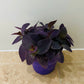 Tradescantia Pallida Purple Heart In a 12cm pot Cassandra's Plants