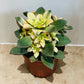 Aeonium Kiwi 13cm Pot Cassandra's Plants