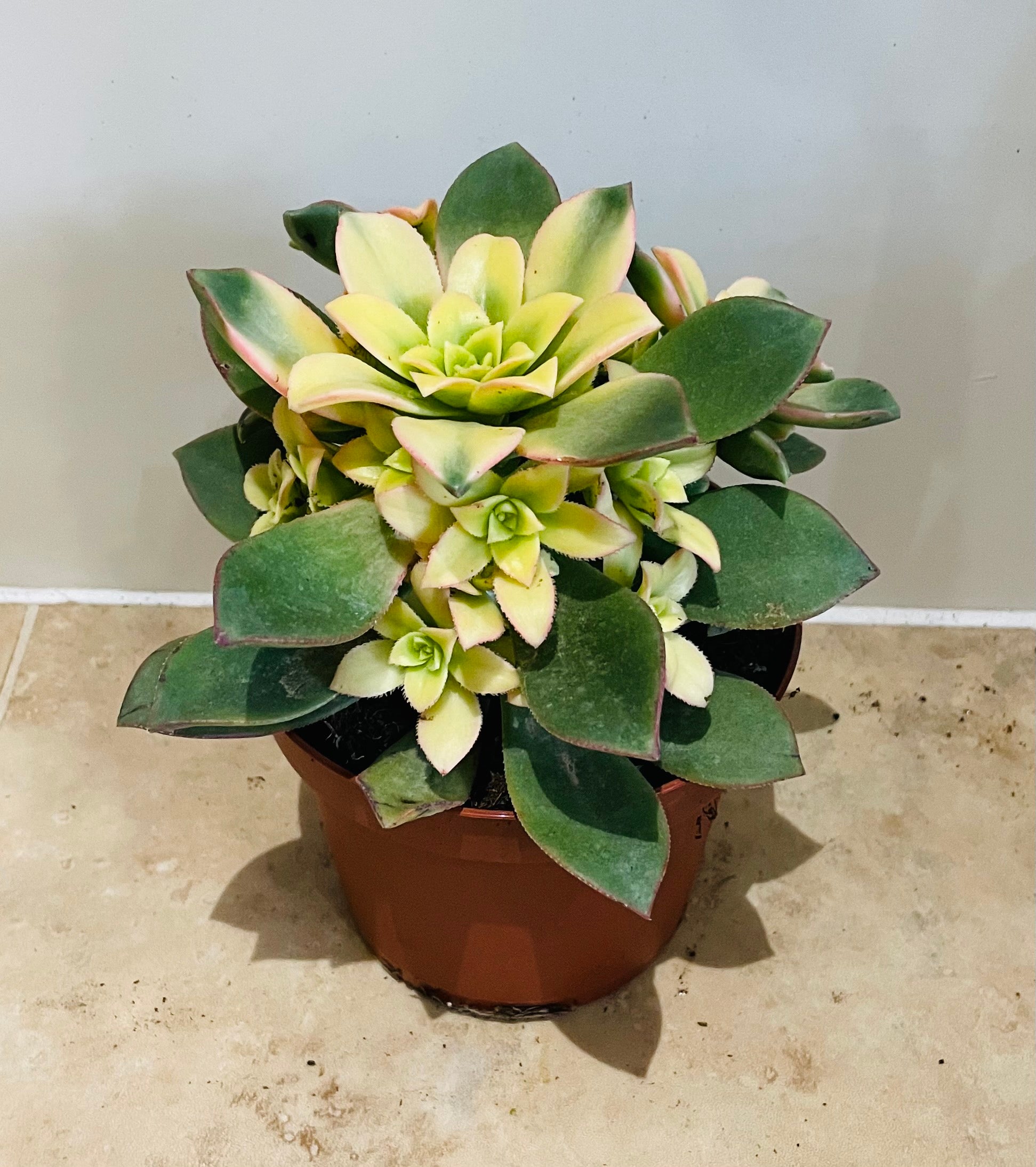 Aeonium Kiwi 13cm Pot Cassandra's Plants