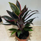 Cordyline Fruticosa Rumba 13cm pot Cassandra's Plants