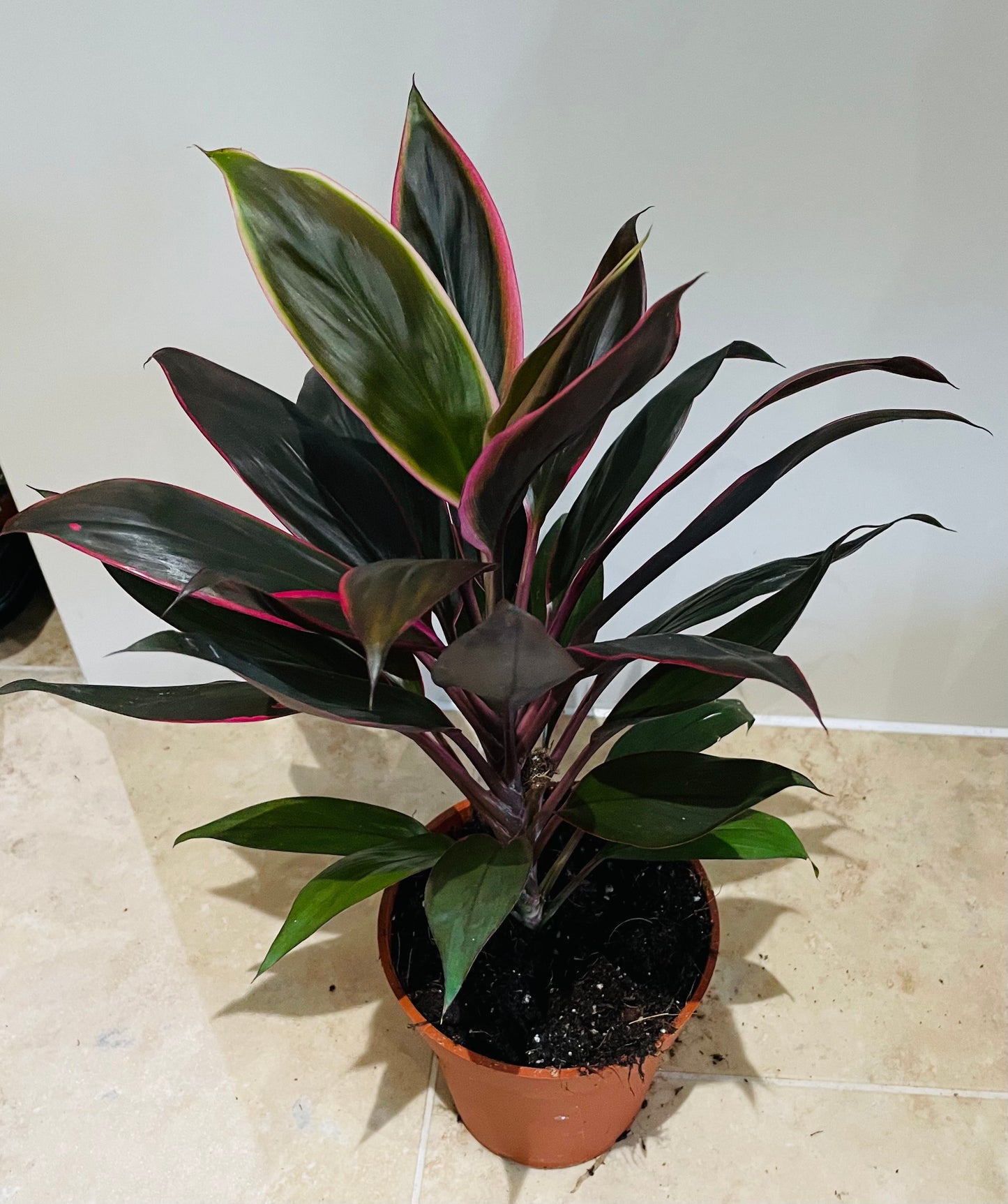 Cordyline Fruticosa Rumba 13cm pot Cassandra's Plants