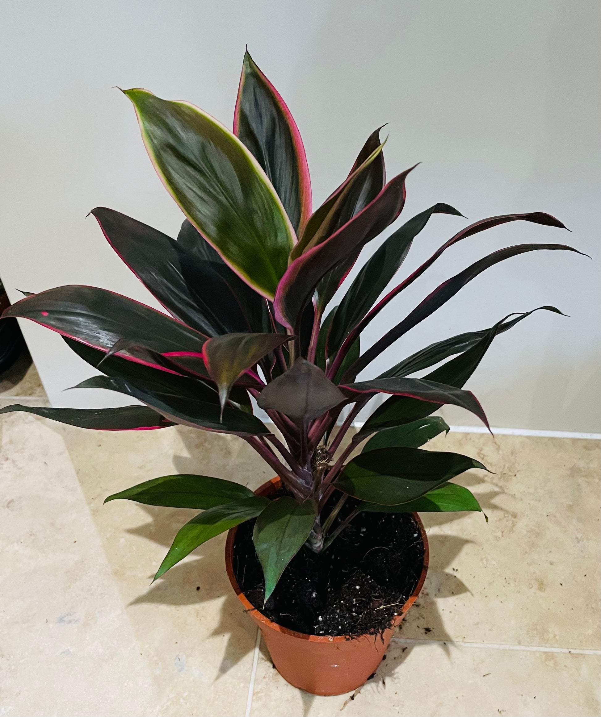 Cordyline Fruticosa Rumba 13cm pot Cassandra's Plants