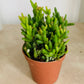 Rhipsalis Mesembryanthemoides Cassandra's Plants