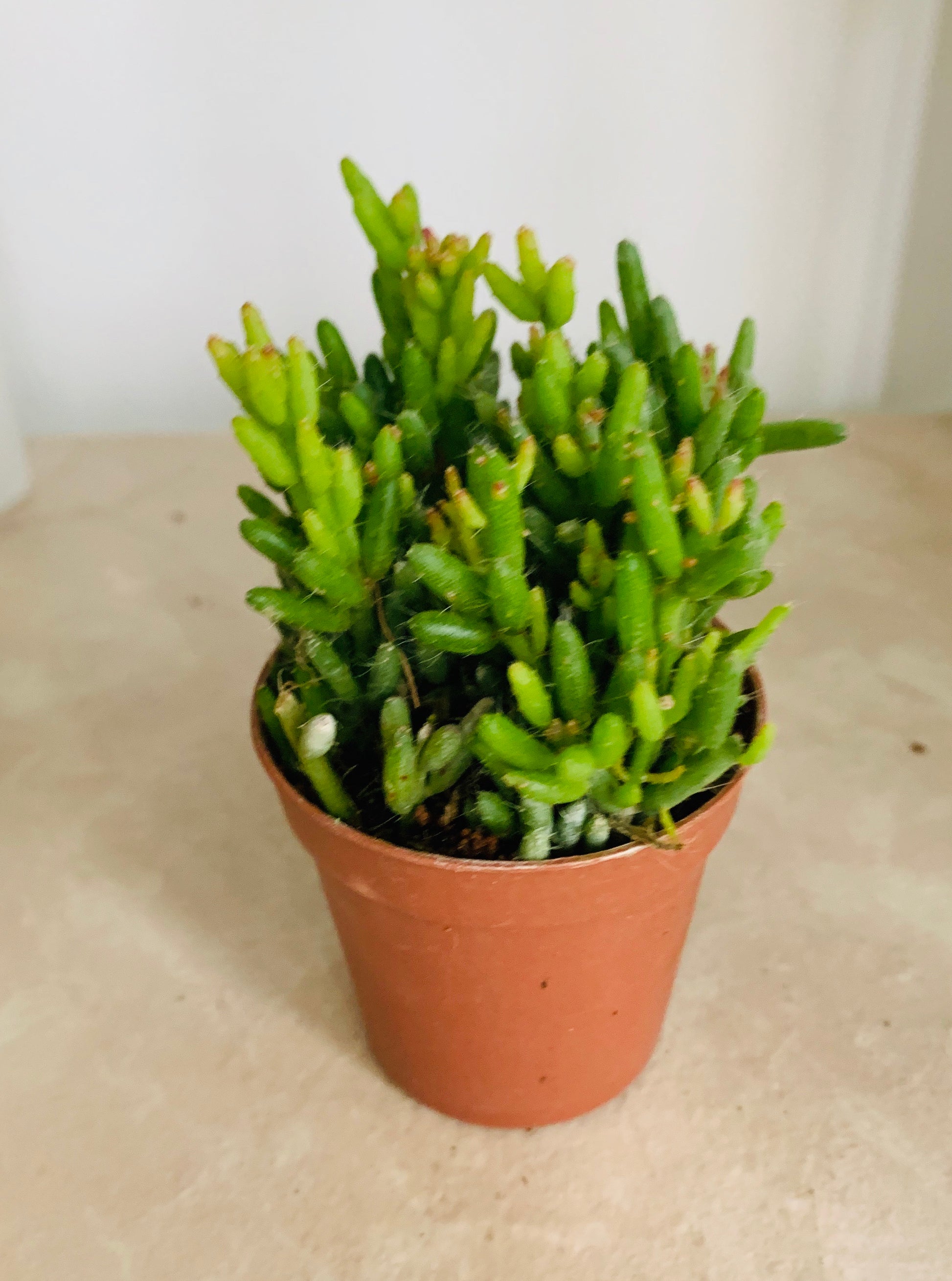 Rhipsalis Mesembryanthemoides Cassandra's Plants