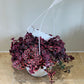 Crassula Pellucida subsp. Marginalis Rubra 17cm hanging pot  Cassandra's Plants