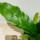 Microsorum Crocodyllus Crocodile Fern in a 12cm pot Cassandra's Plants