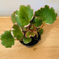 Saxifraga Stolonifera Variegata Strawberry Begonia Cassandra's Plants