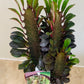 Euphorbia Trigona Rubra African Milk Tree Cassandra's Plants