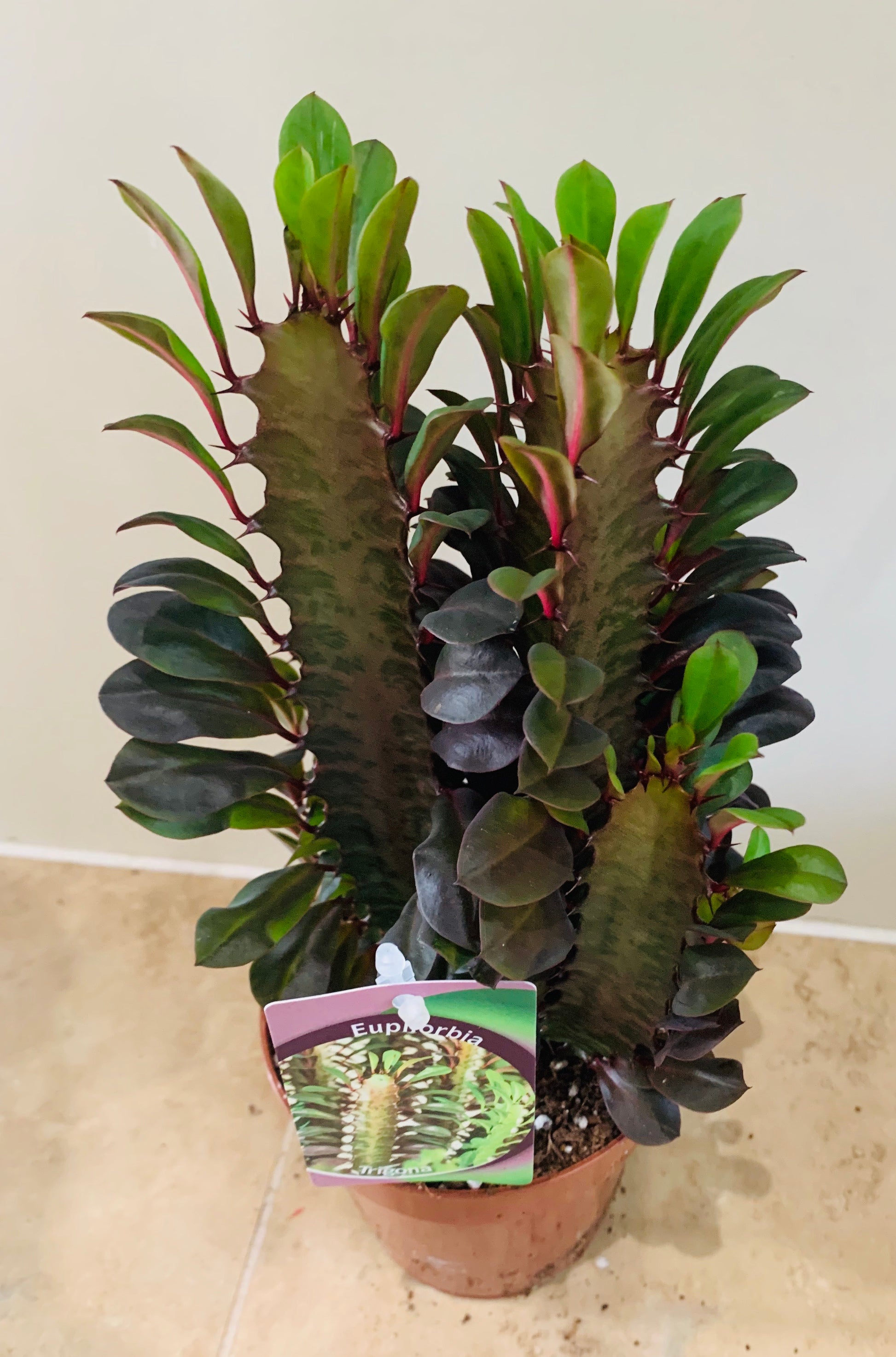 Euphorbia Trigona Rubra African Milk Tree Cassandra's Plants