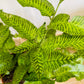Coniogramme Emeiensis 12cm pot Cassandra's Plants