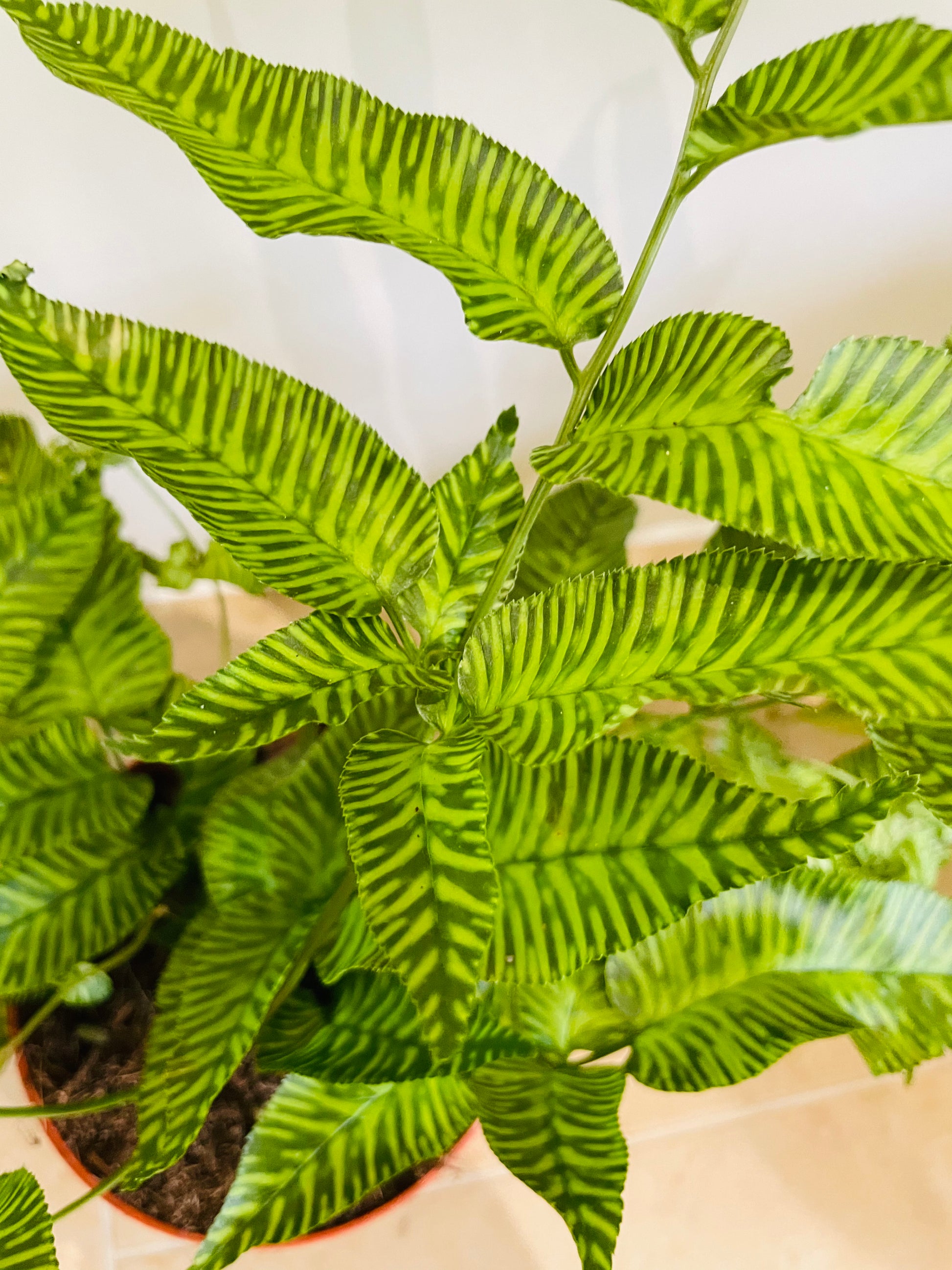 Coniogramme Emeiensis 12cm pot Cassandra's Plants