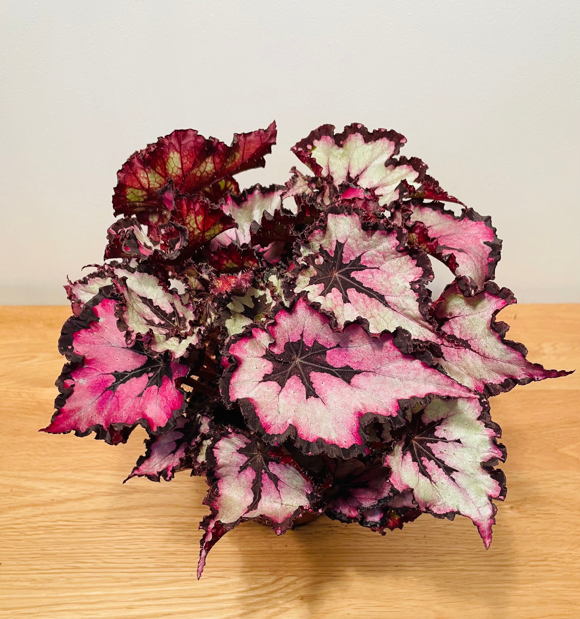 Begonia Rex “Red Heart” 13cm Pot Cassandra's Plants