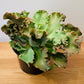 Echeveria Curly Locks in 19cm Pot Cassandra's Plants