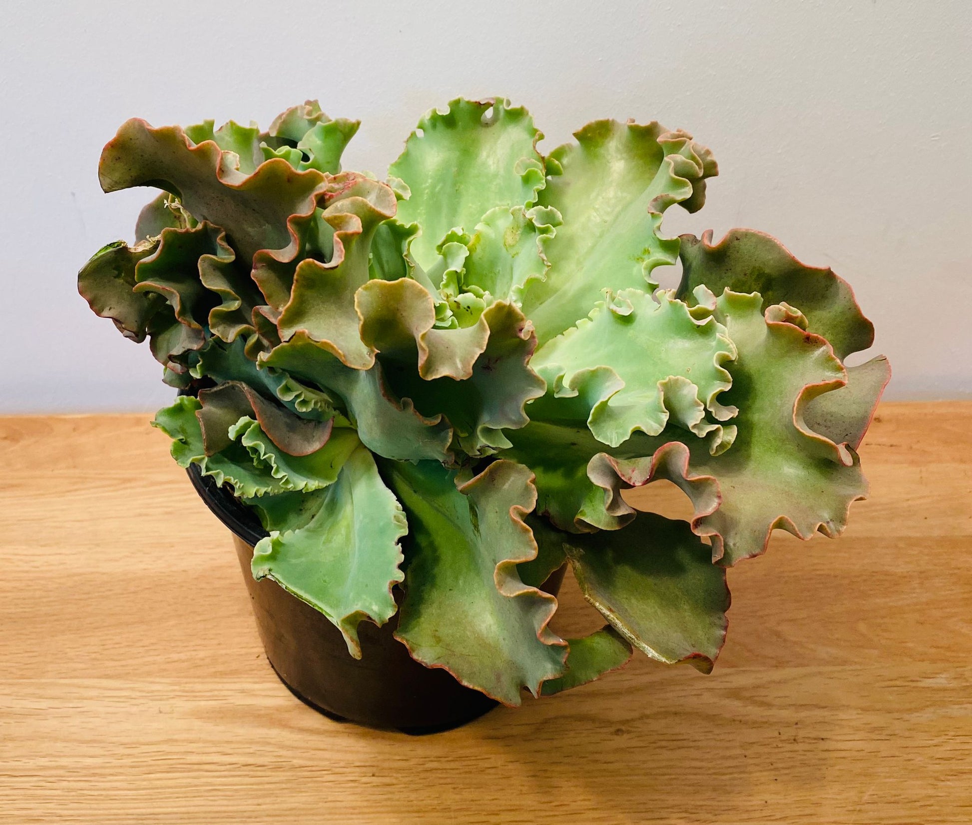 Echeveria Curly Locks in 19cm Pot Cassandra's Plants