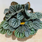 Peperomia Burbella Cassandra's Plants