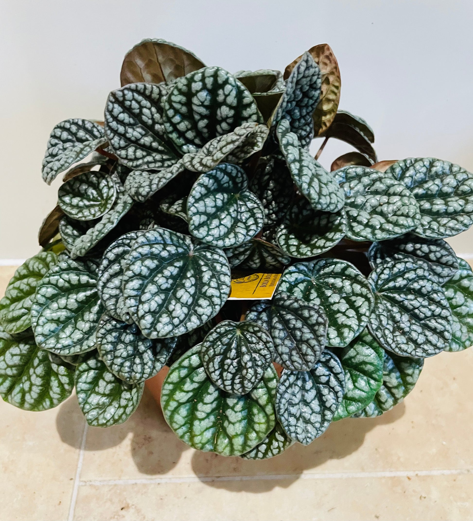 Peperomia Burbella Cassandra's Plants