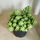 Sedum Burrito Burro’s Tail Cassandra's Plants