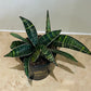 Sansevieria Star Tappy Green in a 9cm pot Cassandra's Plants