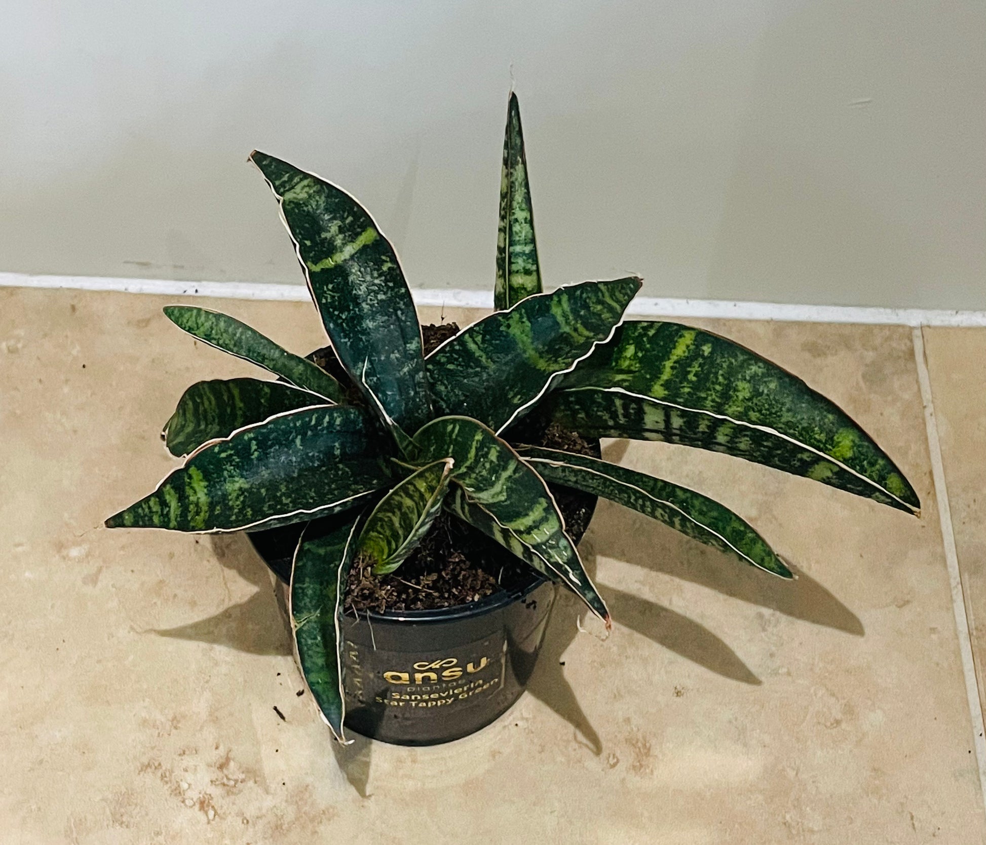 Sansevieria Star Tappy Green in a 9cm pot Cassandra's Plants