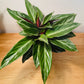 Stromanthe Sanguinea In a 12cm pot Cassandra's Plants