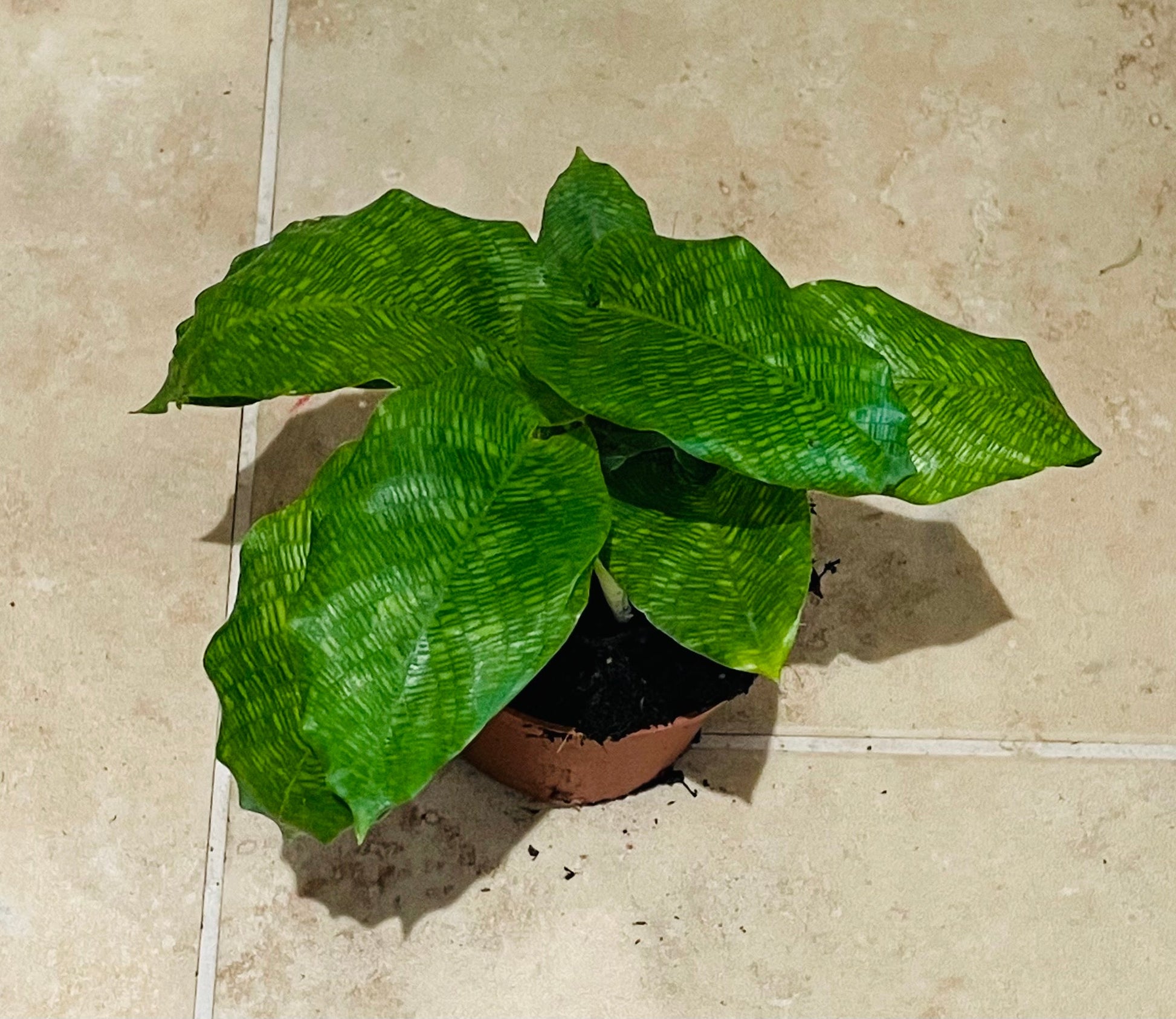 Calathea Musaica / Network 7cm Pot Cassandra's Plants