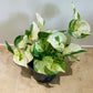 Epipremnum Aureum Manjula Happy Leaf 12cm pot Cassandra's Plants