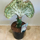 Euphorbia Lactea Cristata Mermaid Tail 