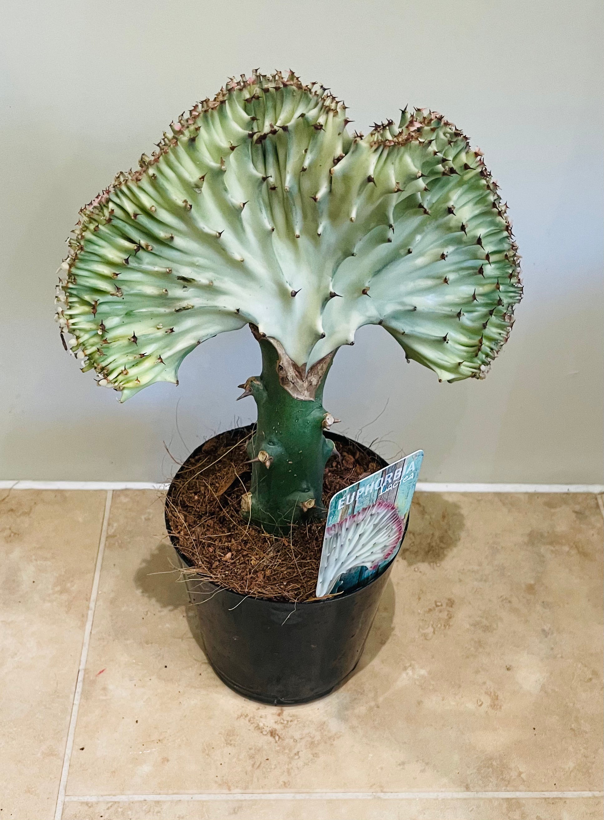 Euphorbia Lactea Cristata Mermaid Tail 