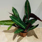 Calathea Magic Star 12cm Pot Cassandra's Plants