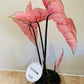 Caladium Spring Fling 12cm Pot Cassandra's Plants