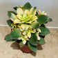 Aeonium Kiwi 13cm Pot Cassandra's Plants