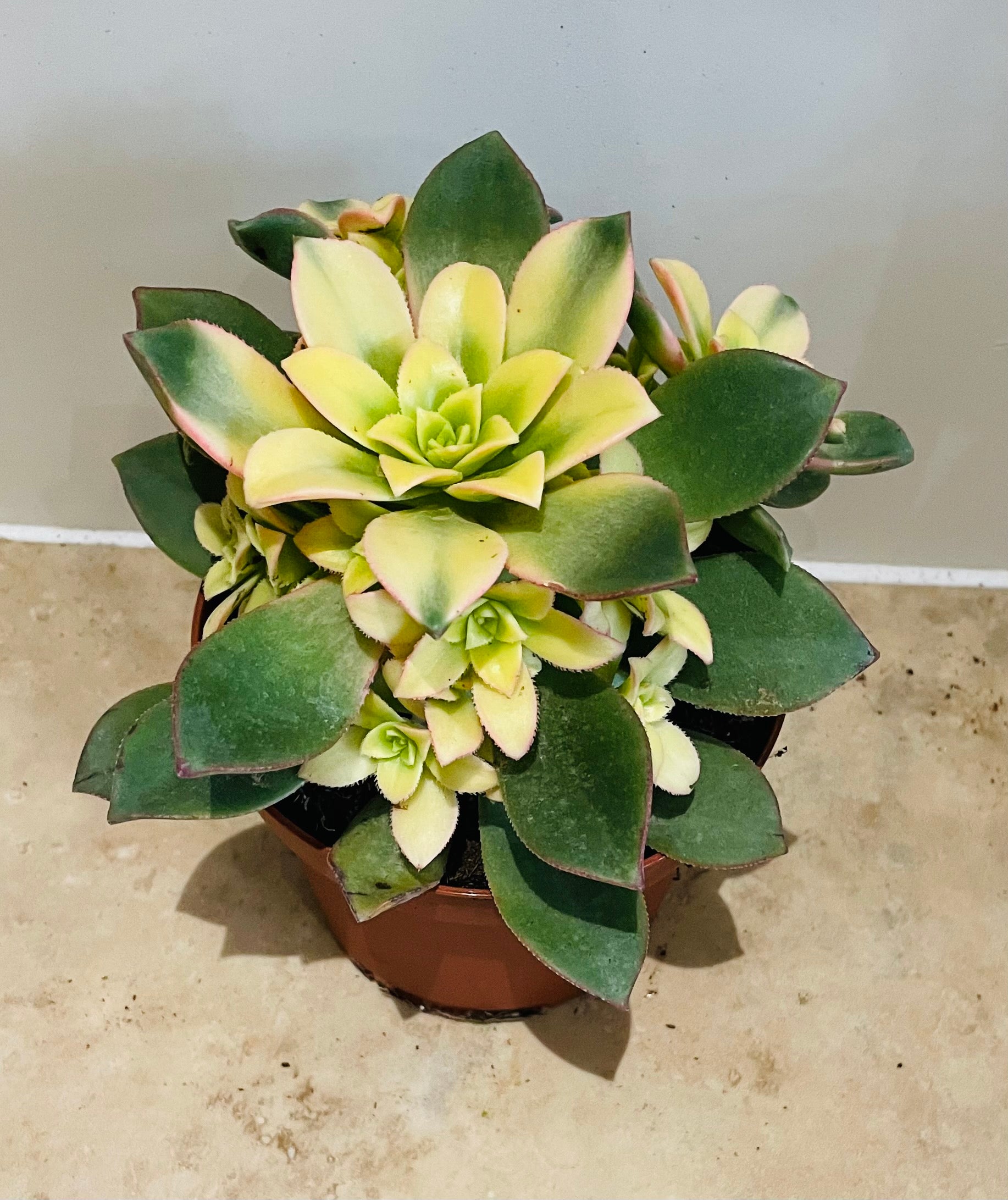 Aeonium Kiwi 13cm Pot Cassandra's Plants