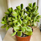 Cotyledon Tomentosa “Bear’s Paw” 10.5cm Pot Cassandra's Plants