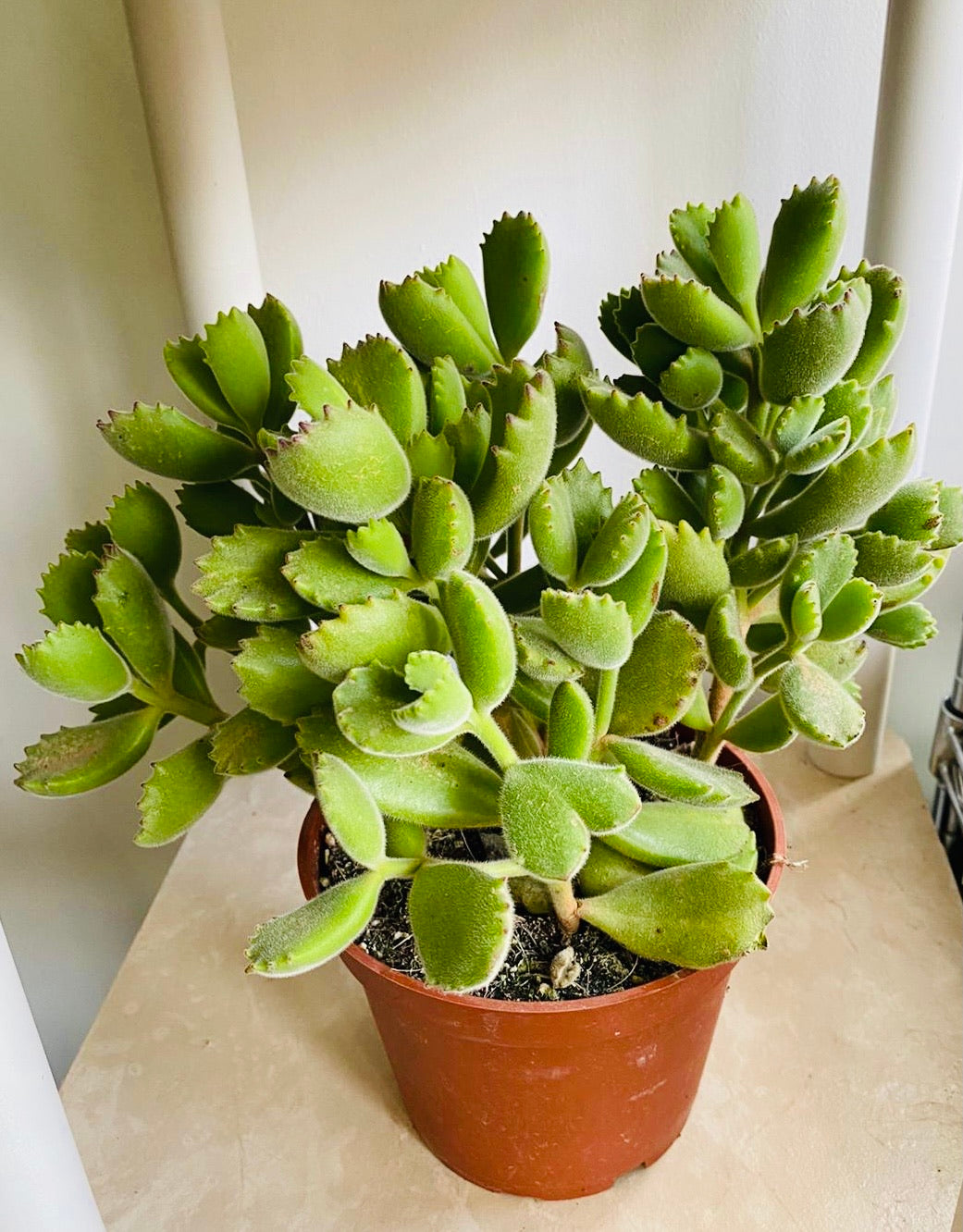 Cotyledon Tomentosa “Bear’s Paw” 10.5cm Pot Cassandra's Plants