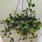 Senecio Mikanoides Cassandra's Plants