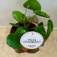 Pilea Peperomioides Sugar Cassandra's Plants