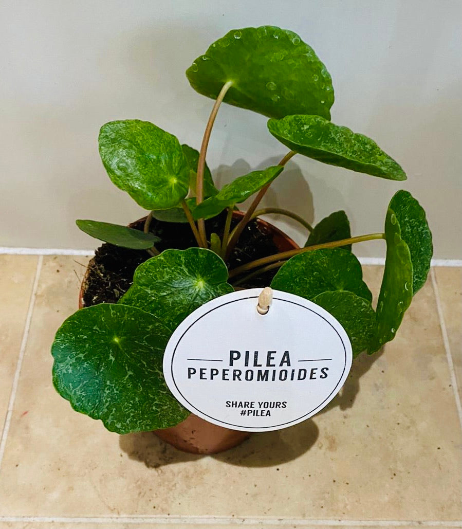 Pilea Peperomioides Sugar Cassandra's Plants